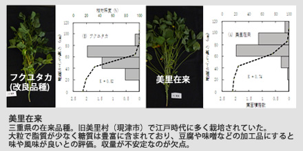 三重県のダイズ在来品種‘美里在来’の収量改良に向けた受光態勢の解析
